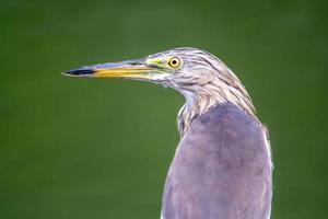 The head and body of the Chinese Pond Heron bird. On a light green background photo