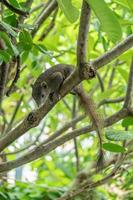 The brown squirrel is on the frangipani tree. It was looking forward. photo