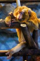 The monkey is sleeping on the timber. Northern pig-tailed macaque photo