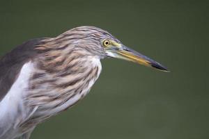The head and body of the Chinese Pond Heron bird. On a light green background photo