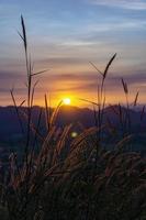 puesta de sol detrás de las flores de montaña, árboles y hierba. la luz del atardecer golpea la hierba, las flores tienen luz naranja del sol. foto