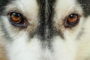 The dog's eye area, Siberia. photo