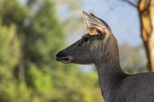Deer head on the side. Deer are looking at something carefully. The background is a green tree. photo