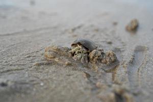 Hermit crabs live on the sand by the sea. Hermit crabs digging sand to bury themselves to hide from predators. photo