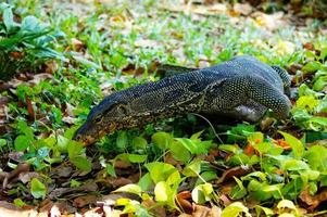 The Large Asian water monitor is searching for prey on plants. photo