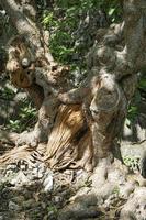 Big tree, strange shape With deep groove pattern And have bulging buttons all over the trunk photo