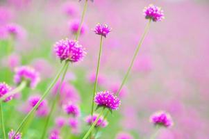 Small beautiful purple flower in green garden photo