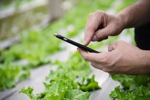 Farm man working in his organic lettuce garden - smart farm people in clean organic agricultural concept photo