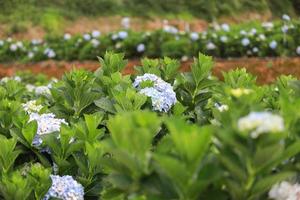la flor blanca-azul llama la hortensia en un jardín. la flor de hortensia y la luz de la mañana es una flor hermosa. foto