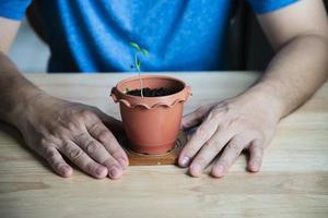 el hombre agrícola está plantando brotes de maleehuana foto