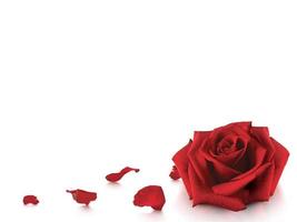 Rose and romantic red rose petals on white background photo