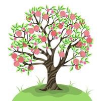 Peach tree isolate on a white background. Vector graphics.