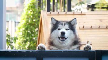 een schattige Siberische husky-hond steekt in zijn gezicht en klampt zich vast aan het hek video