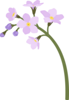 Pink forget me not flower hand drawn illustration. png