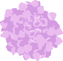 ilustración de flor de hortensia rosa. png