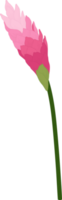 ilustração desenhada de mão de flor de gengibre rosa. png