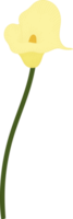 gul calla lilja blomma handritad illustration. png
