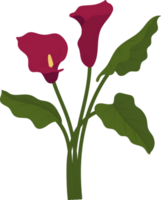illustration dessinée à la main de fleur de lys calla rouge. png
