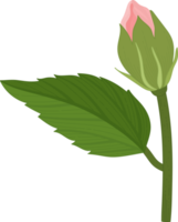 fleur d'hibiscus rose illustration dessinée à la main.
