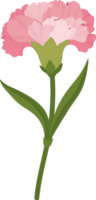 pink carnation flower hand drawn illustration. png