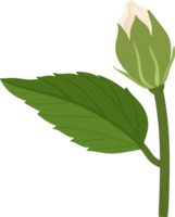 illustrazione disegnata a mano del fiore di ibisco bianco.