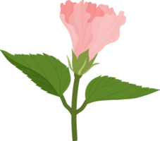 Pink Hibiscus flower hand drawn illustration. png