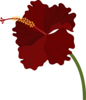 fleur d'hibiscus rouge illustration dessinée à la main. png