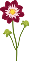 mörkrosa dahlia blomma handritad illustration. png