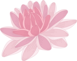 illustrazione disegnata a mano del fiore della dalia rosa. png