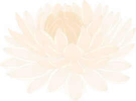 witte dahlia bloem hand getekende illustratie. png