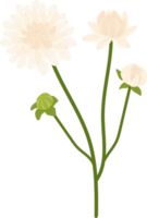 illustration dessinée à la main de fleur de dahlia blanc. png