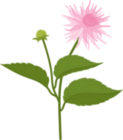 ilustración de dibujado a mano de flor de dalia rosa. png