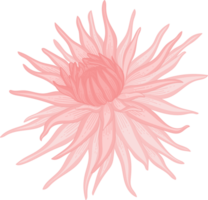 roze dahlia bloem hand getekende illustratie. png