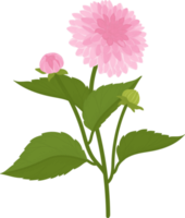 ilustração desenhada de mão rosa dália flor. png