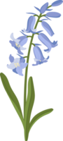 Bluebell flower hand drawn illustration. png