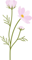 Pink cosmos flower hand drawn illustration. png