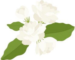 blumenstrauß aus jasminblumenillustration. png