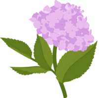 ilustração de flor de hortênsia rosa. png