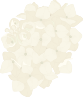 White hydrangea flower illustration. png