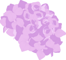 Pink hydrangea flower illustration. png