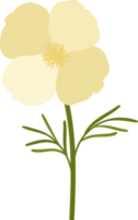 illustration dessinée à la main de fleur de pavot de californie blanche. png
