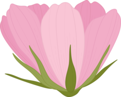 ilustração desenhada à mão da flor rosa cosmos. png