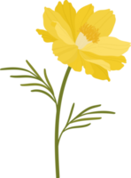 Yellow cosmos flower hand drawn illustration. png