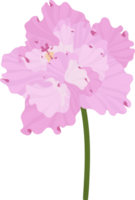 fleur d'hibiscus rose illustration dessinée à la main.