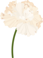 White Hibiscus flower hand drawn illustration. png