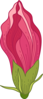 handgetekende roze hibiscus tropische bloem png