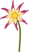 Pink dahlia flower hand drawn illustration. png