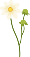 White dahlia flower hand drawn illustration. png