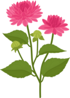 rosa dahlia blomma handritad illustration. png