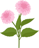 ilustración de dibujado a mano de flor de dalia rosa. png